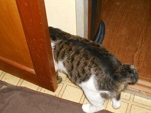 8月23日（77）仮