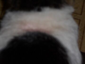 8月10日（15）仮