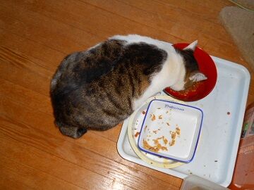 12月20日（9）仮