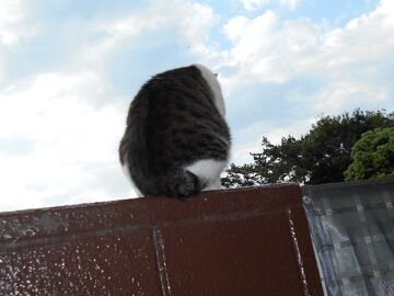 6月29日（19）仮