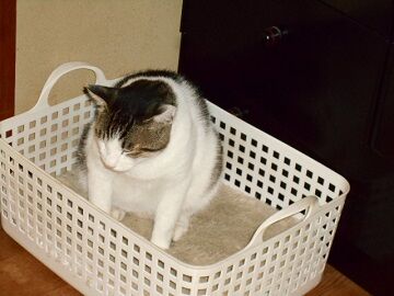 6月26日（43）仮