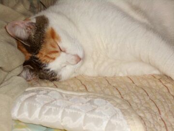 9月13日（58）仮