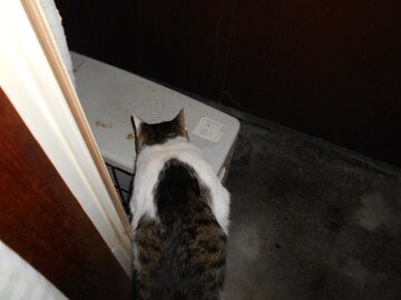 7月23日（51）仮