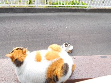 5月26日（31）仮