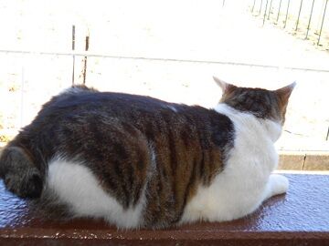 5月11日（34）仮