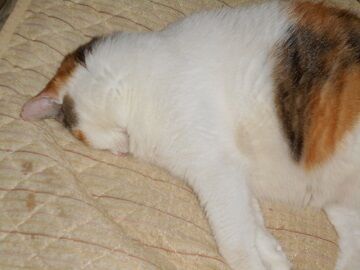 9月13日（54）仮