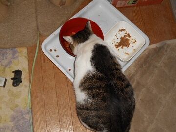 9月17日（2-2）仮