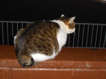 12月9日（37）仮