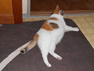 7月22日（12）仮