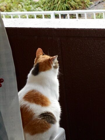 9月7日（7-4）仮