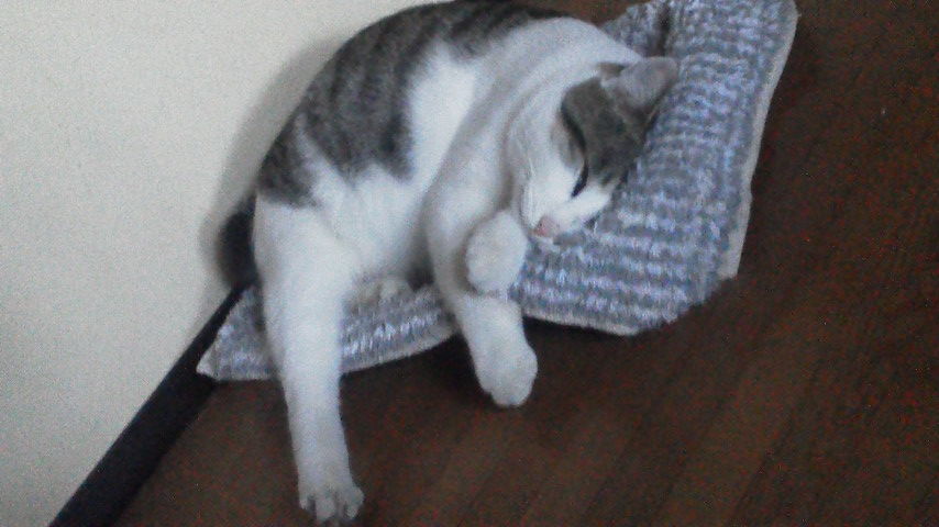寝チャン太