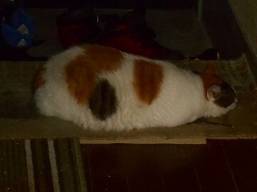 7月30日（63）仮