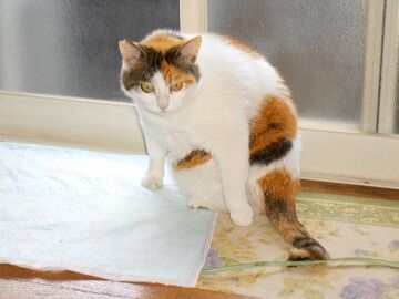 6月12日（13）仮