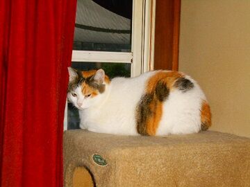 10月18日（4）仮