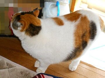4月3日(36)仮