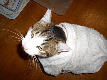 12月2日（28）仮