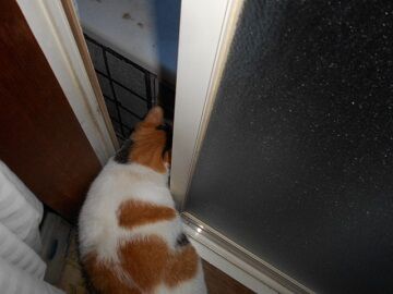 8月21日（33）仮