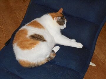 7月19日（24）仮