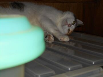 8月18日（21）仮