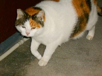 12月22日（31）仮