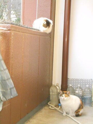 2月10日（37）仮