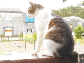 5月28日（35）仮