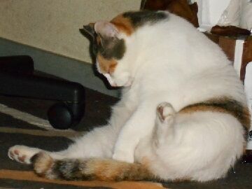 8月18日（11）仮