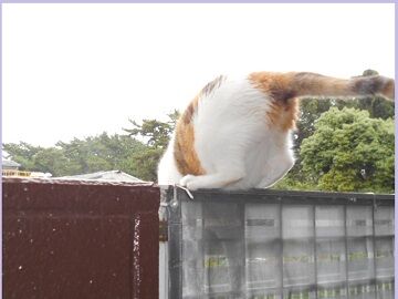 7月22日（26）仮