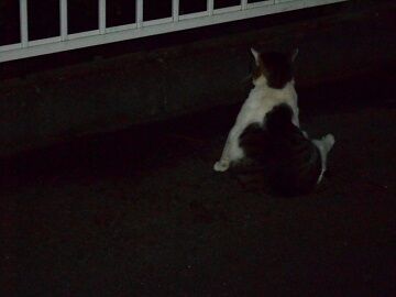 6月22日（19）仮