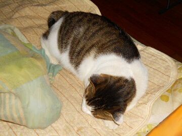 11月11日（21）仮