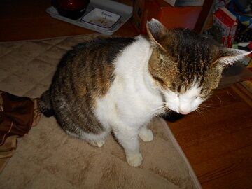 3月10日（12）仮