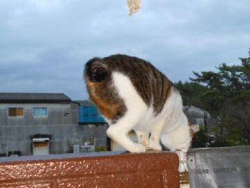 10月15日（2）仮