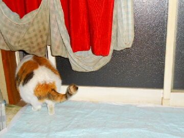 12月8日（16）仮