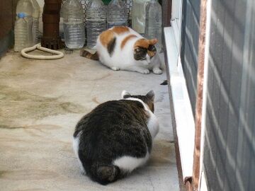 9月30日（6-12）仮