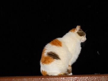 3月23日（11）仮