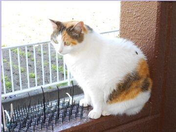 6月13日（37）仮