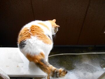 5月21日（20）仮