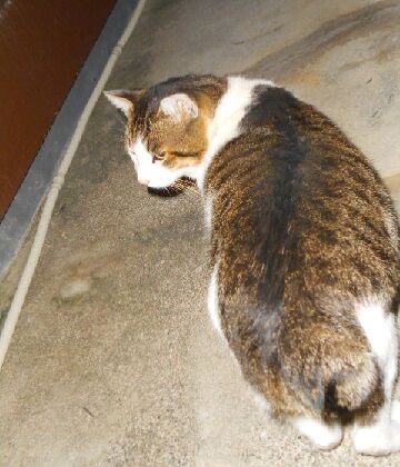 12月8日（58）仮