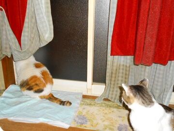 6月14日（66）仮