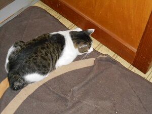 8月23日（79）仮