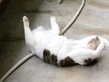 10月21日（19）仮