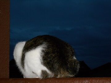 10月11日（36）仮