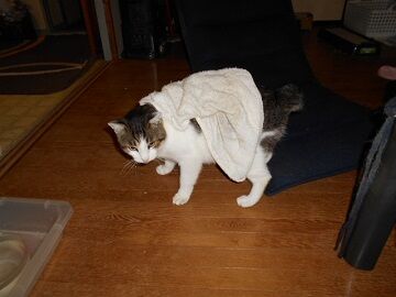 10月12日（20）仮