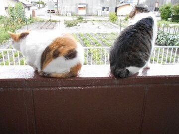 6月20日（51）仮