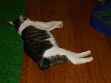 8月30日（20）仮