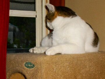 10月15日（4）仮