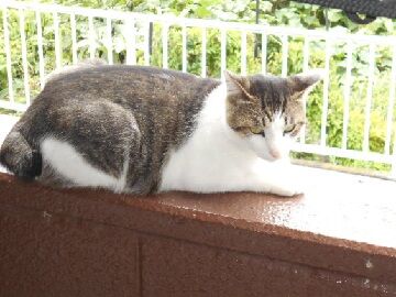 7月15日（10）仮