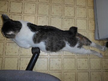 7月10日（61）仮