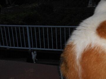 7月30日（10）仮