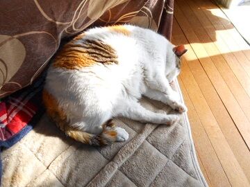 5月18日（61）仮